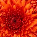 nadia bird - @Nadia_Bird - Twitter