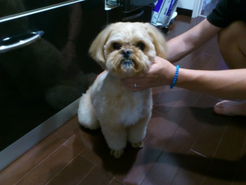 【犬好き研福井研究室　パピヨン班】メッキの技術者をやっております。中卒、元暴走族総長、バリ在住の大富豪、我らが兄貴に弟子入り修行中です！【出稼げば大富豪】→http://t.co/0G5VkBUAHi にて通信教育通い中！【好きなもの】・車、時計、洋服、犬、お好み焼、とんかつ、焼き鳥、バーベキュー、海、日焼け、筋肉