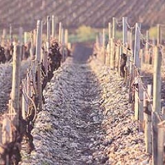 Peer Dörpinghaus: 5000 Weine von A wie Ch. Angelus bis Z wie Zinfandel! Bordeaux, Raritäten, Jahrgangsweine Ankauf und und und http://t.co/D6DImv1PiH