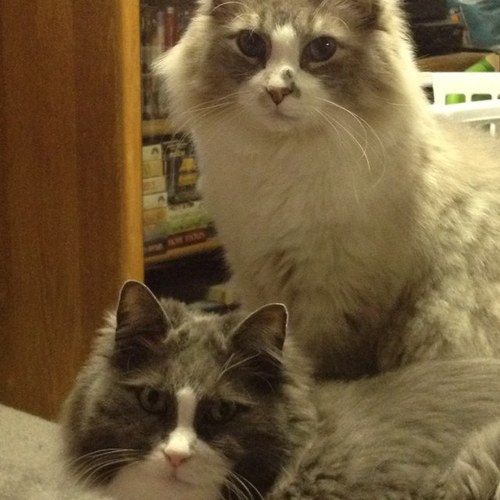 SnwAngl71's profile picture. 