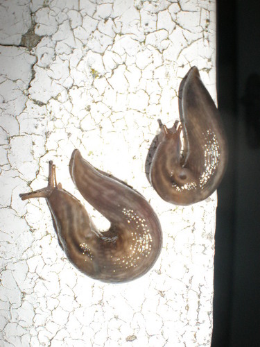 1waitforit2's profile picture. living in a cold damp cottage with a landlord who thinks we still live in the 1700s and should be tugging our forelocks when they pass by