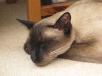 SiameseCatsLife's profile picture. All about Siamese cats - the colors, types, behavior, history, rescue and oh, so much more! Written by owners, for other owners looking for answers.