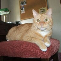 Emperor Tobecat (@tobecat) 's Twitter Profile