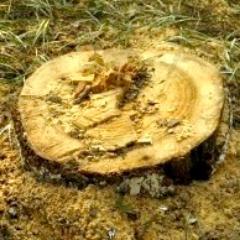 Providing affordable, quality tree stump grinding to the greater Greensboro area.