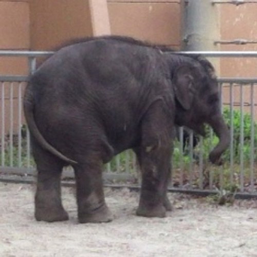 アジアゾウのマーラが好きすぎてアカウントを作ってみたよ。豊橋市総合動植物園のんほいパーク。さつま芋。長靴。飼育員さん獣医さん職員さん皆さん、本当にありがとうございました。