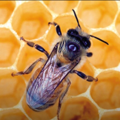 حياااكم الله على الحساب الجديد @beeman217
تم الغاء هذا الحساب .. ترقبوا جديد عالم النحل وعجائبه