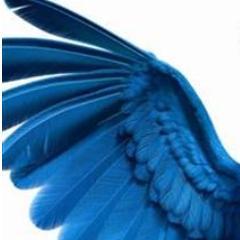 Perlabosse's profile picture. 