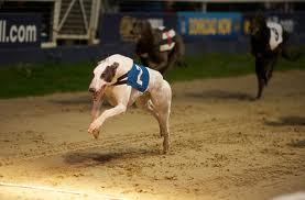 Try tipping good price winners on the dogs,do occasionally tip a short un if i think its value still.