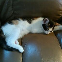 Mrsnipples's profile picture. I'm a cat....I think...