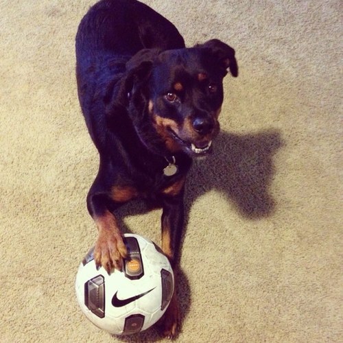 soccerbdl's profile picture. 