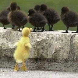 BarkerCity's profile picture. A voice crying in the wilderness....