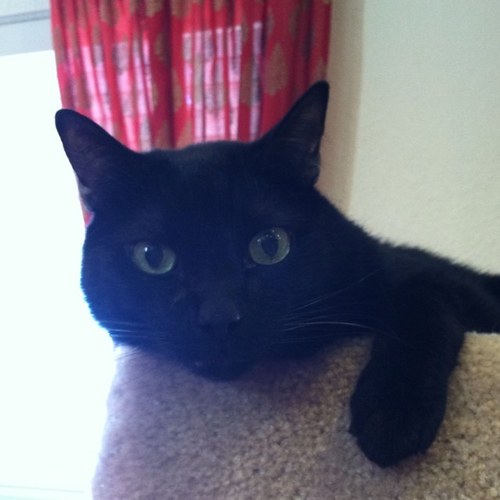 ubacat04's profile picture. Parent of 3, part of the resistance, former New Yorker who got stuck in the desert and now lives closer to the beach.