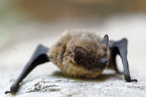 eyal_v's profile picture. Wildisrael - PPGIS (public participation GIS) for biodiversity