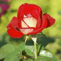 The most beautiful discovery true friends make is that they can grow separately without growing apart. - Elizabeth Foley