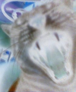 antichef's profile picture. 