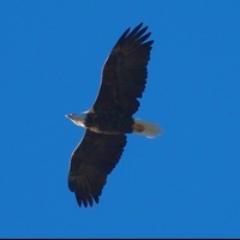 StasiDiamond's profile picture. Author of Forgotten Not Lost, Law of Attraction Coach & Tarot Adviser & Go Green Consultant,  I focus on the WHOLE PERSON. Spiritual and Temporal go together.