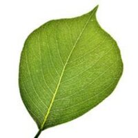 Hammersmith Health Books (@hhealthbooks) 's Twitter Profile