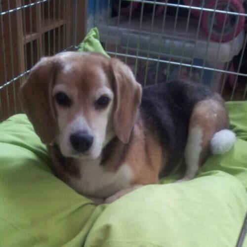 9 jaar oude, grijs wordende, koekjes bedelende, snurkende ouwe rot in het Beagle vak. Piep als baasje en vrouwtje mij verlaten!