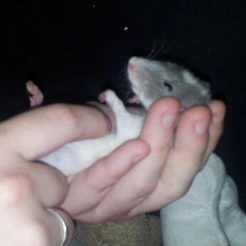 Max, Fer, Kai, Neo, Tyr en Bitterbal de rat. Allemaal gek op eten, en houden van ons vrouwtje @Ainiewainy.
