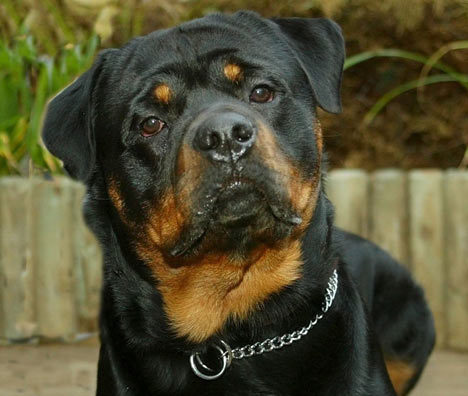 paşaAA