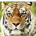 Lori Thomas - @LoriTho73418215 - Twitter