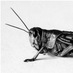 The Locust (@locustbyte) Twitter profile photo