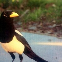 Yellowbill (@yellowbill) 's Twitter Profile