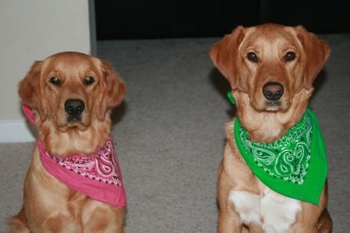 andreamaxwell12's profile picture. Small Animal Massage and Acupressure Practitioner