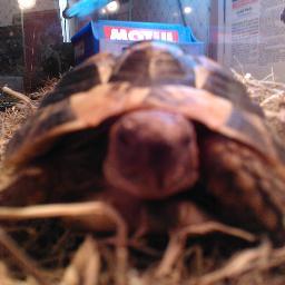Hi im Josh Hills Tortoise, i enjoy lettuce and climbing on things. Thanks for all your support #25 x