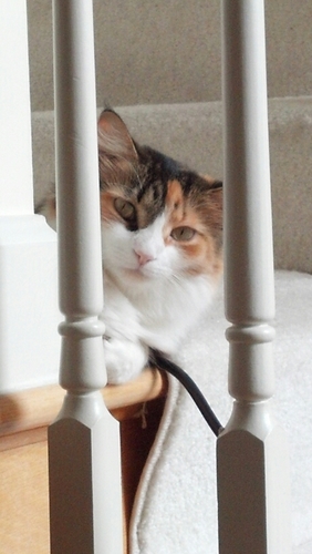 kittengirl's profile picture. 