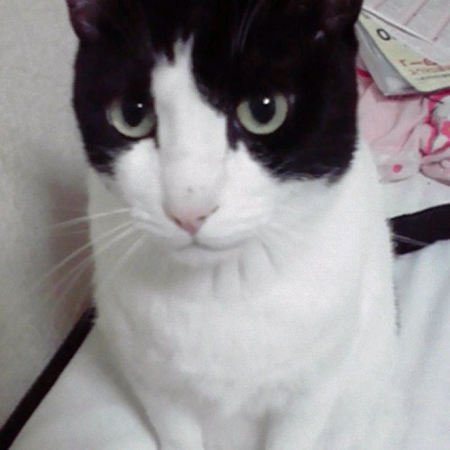 ぶちねこ18歳です～ 日本の文化と歴史を守っていきましょう。偏向報道許しません