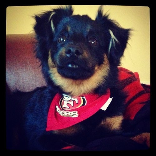 Just a cute little puppy that was adopted by the Rios family from the SFSPCA! Also a sports fan like them! Go Niners! Go Giants!