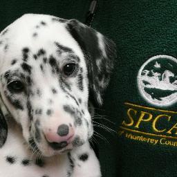 SPCAdopt's profile picture. The heart of animal rescue in Monterey County since 1905.