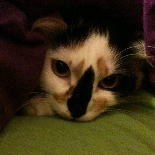 thall66's profile picture. 