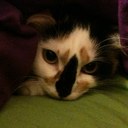 Tena Hall - @thall66 - Twitter