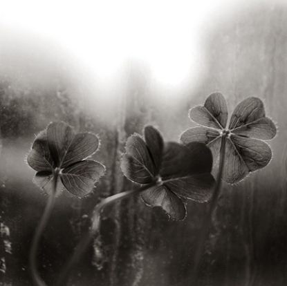 HApplePenguin's profile picture. like/  Blue, Black, Penguin and Cat