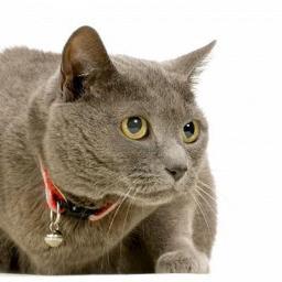 Jeanne0219's profile picture. ヘタレクリスチャン（プロテスタント）。ミュージカル（井上芳雄）、宝塚（ご贔屓探し中）、フィギュアスケート（シブタニ兄妹組、三原舞依、うたまさ、ゆなすみ）。山河令は下山できず2getherも大好き💖ブロマンスで素敵な作品を検索中💕皆様のツイートは未フォローでも読んでいます。超ネガティブでも愛溢れる人生を過ごしたいな✨