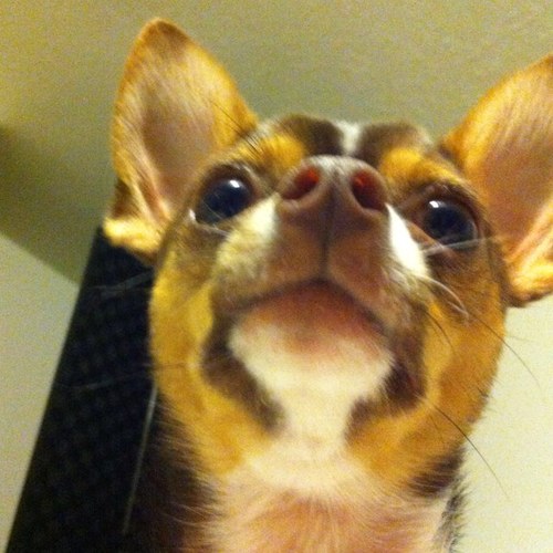 I am adorableness in chi form ❤ I am quite the little gentleman and i follow back!