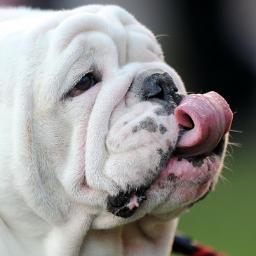 Dallas_Dawg's profile picture. Freedom loving patriot. #MAGA