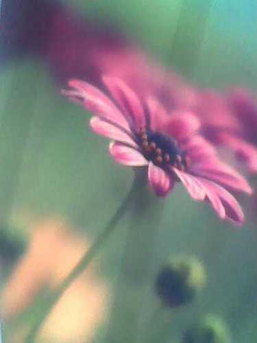قل للذي هو مثقل من همه هون عليك فإن ربك يعلم 🌸