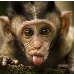 baleiaourfali's profile picture. humor negro, branco, ruivo, você é quem sabe.