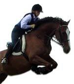 localriding's profile picture. Just mad about horses and everything to do with our equine friends.