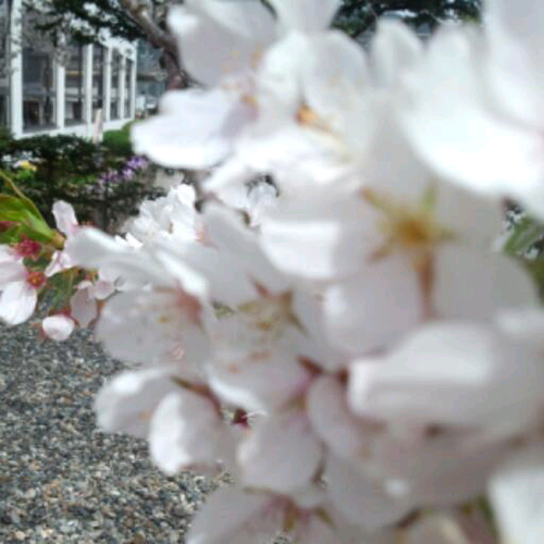 sakuramitu0125's profile picture. Webコンサル・制作会社勤務後▶︎在宅でWeb制作関連のお仕事をしています。バナー制作、サイト構築などお気軽にDMください♪ codoLife4期生で、はら園長に出会って人生が変わった一人です。 趣味は読書とキャンプ。愛読書は聖★お兄さん。最近好きなドラマはMERとブラックペアン。