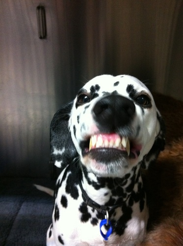 drsnashsnash's profile picture. just cut the bullshit and add red wine