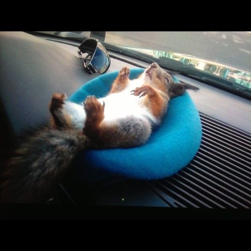 chibalou74's profile picture. 