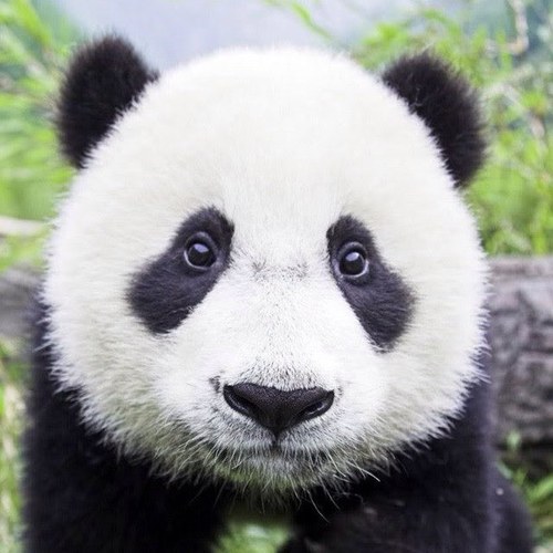 hi my name is Nikki Jones im an really in love in pandas and harry ♥ im an pander  lover and an hazza lover ♥ Nikki Jones copy rite made by Nikki Jones™