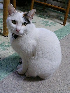 家族同様の可愛い二匹の保護猫たちに癒されてます

＊私のポストの引用はご遠慮ください
