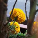 Alison Trimble - @AlisonTrimble1 - Twitter