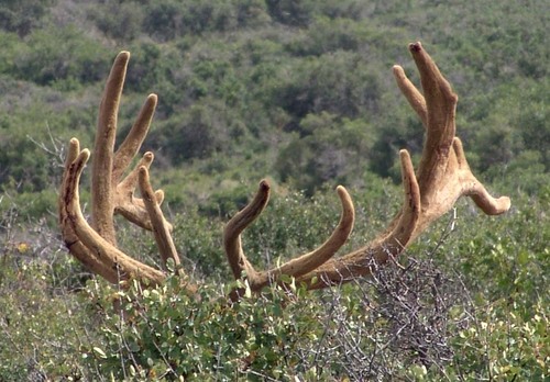 trophyhunts1's profile picture. Colorado Big Game Outfitters, North Rim Trophy Hunts