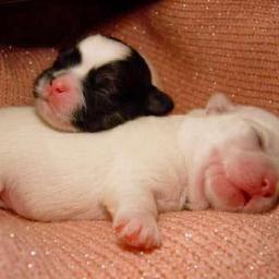 the best blessing a person can get is having kids